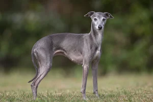 Italian Greyhound — senior