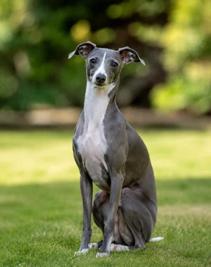 Italian Greyhound — sitting