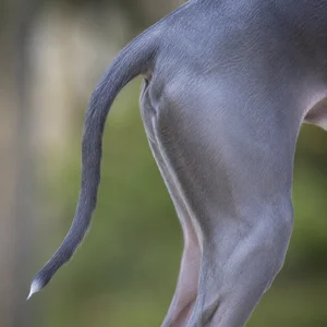 Italian Greyhound — tail