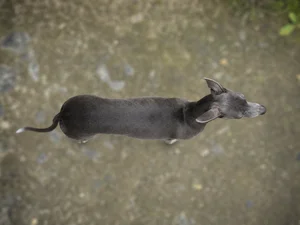 Italian Greyhound — top