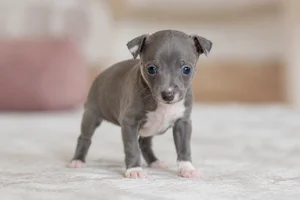 Italian Greyhound — young puppy (~1 mo)