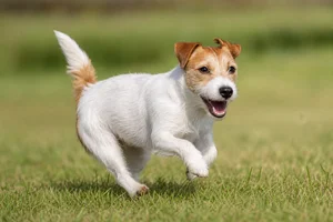 Jack Russell Terrier — running
