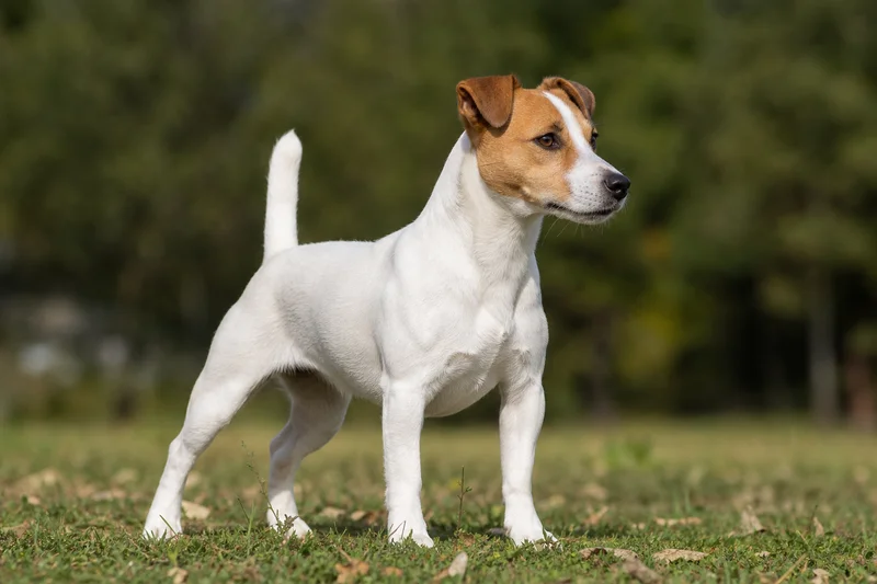 Jack Russell Terrier — adult