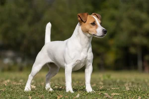 Jack Russell Terrier — adult