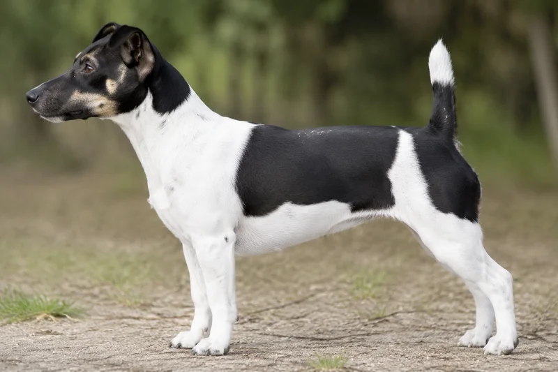 Jack Russell Terrier — black-and-white coat