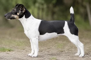 Jack Russell Terrier — black-and-white coat