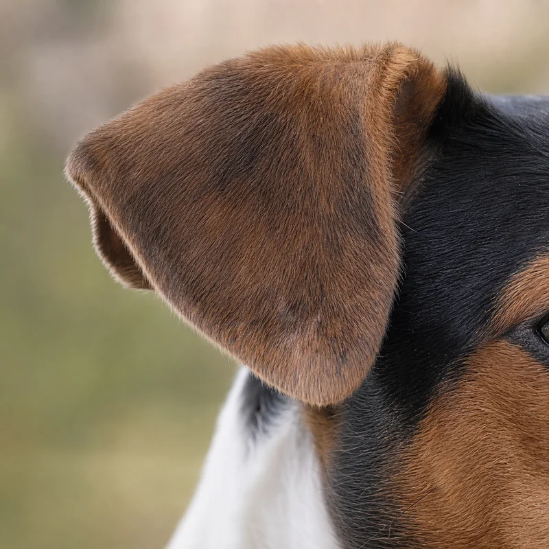 Jack Russell Terrier — ears