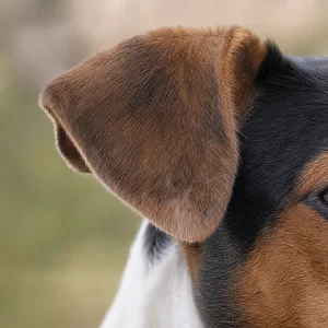 Jack Russell Terrier — ears