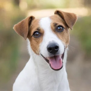 Jack Russell Terrier — happy