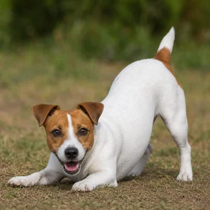 Jack Russell Terrier — playful