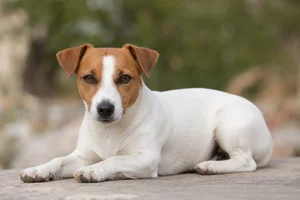 Jack Russell Terrier — lying down