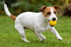 Jack Russell Terrier — playing