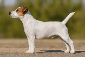 Jack Russell Terrier dog