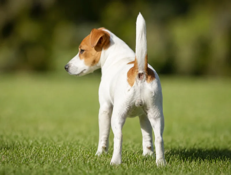 Jack Russell Terrier — rear