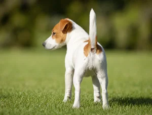 Jack Russell Terrier — rear