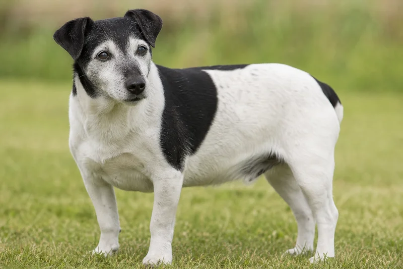 Jack Russell Terrier — senior