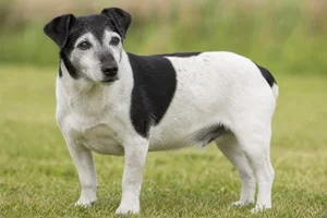 Jack Russell Terrier — senior