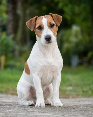 Jack Russell Terrier — sitting