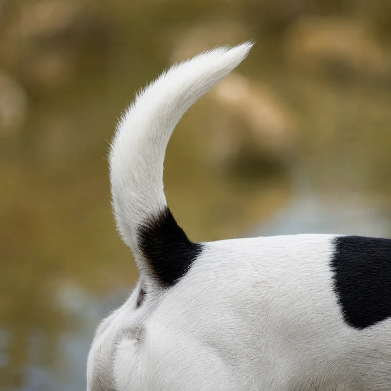 Jack Russell Terrier — tail
