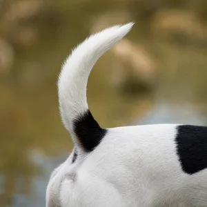 Jack Russell Terrier — tail