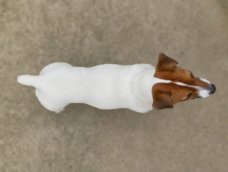 Jack Russell Terrier — top