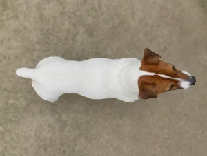 Jack Russell Terrier — top