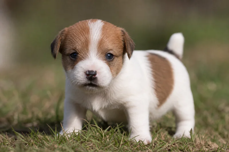 Jack Russell Terrier — young puppy (~1 mo)