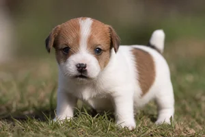 Jack Russell Terrier — young puppy (~1 mo)