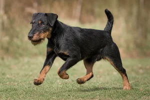 Jagdterrier — running