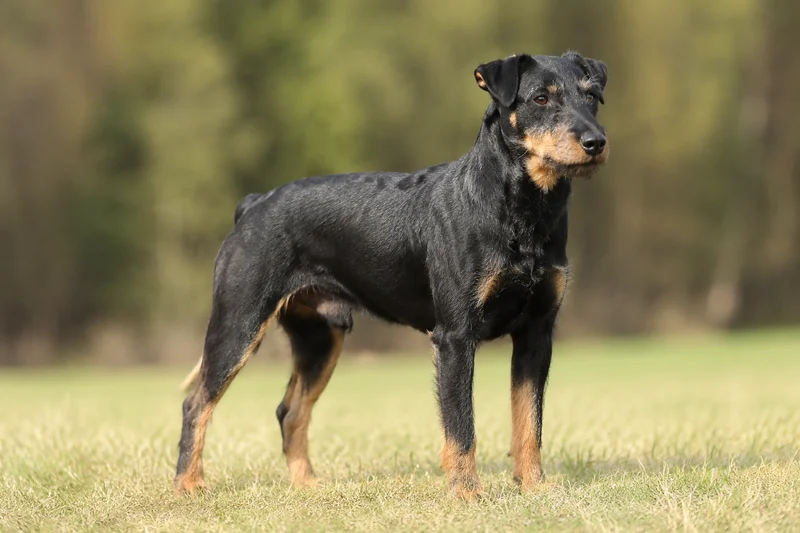 Jagdterrier — adult