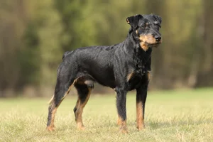Jagdterrier — adult