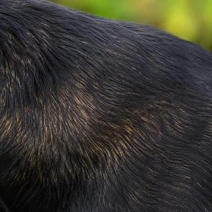 Jagdterrier — coat texture