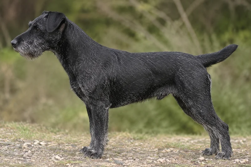Jagdterrier — Black and Gray coat