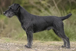 Jagdterrier — Black and Gray coat