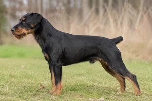 Jagdterrier — Black and Tan coat