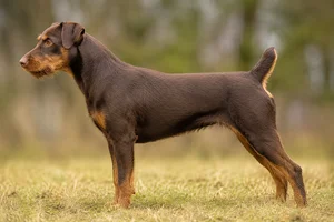 Jagdterrier — Dark Brown and Tan coat