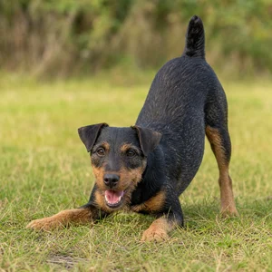 Jagdterrier — playful