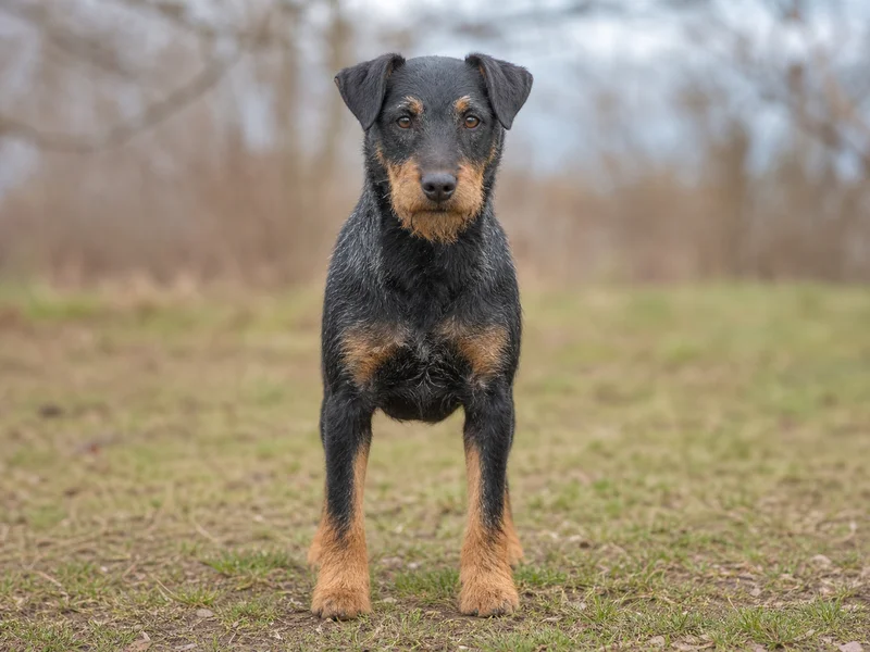 Jagdterrier — front