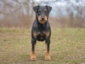 Jagdterrier — front