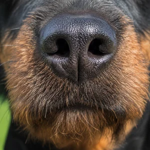Jagdterrier — nose