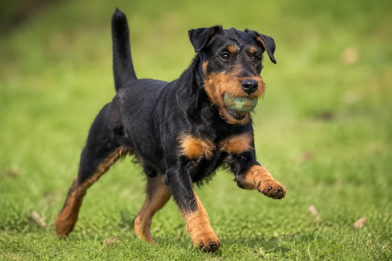Jagdterrier — playing