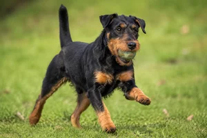 Jagdterrier — playing