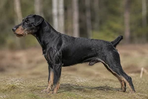 Jagdterrier dog