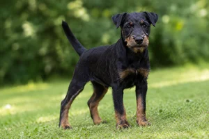 Jagdterrier — puppy (~4 mo)