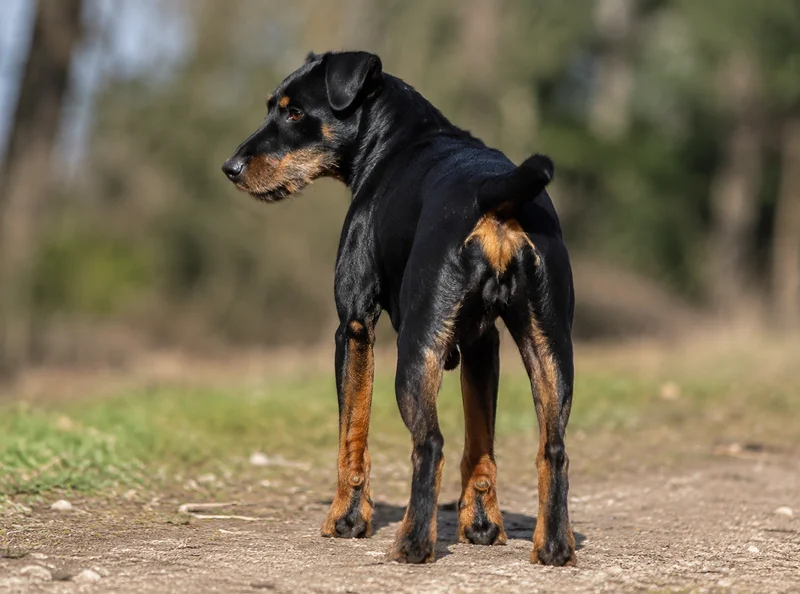 Jagdterrier — rear