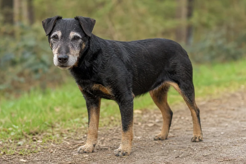 Jagdterrier — senior