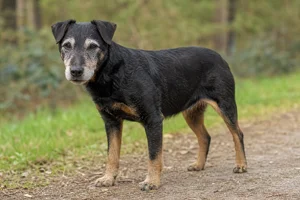 Jagdterrier — senior