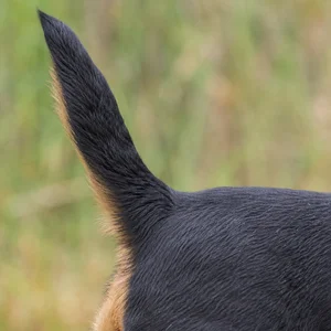 Jagdterrier — tail