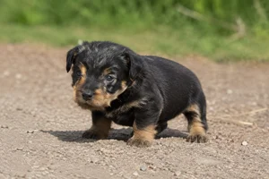 Jagdterrier — young puppy (~1 mo)