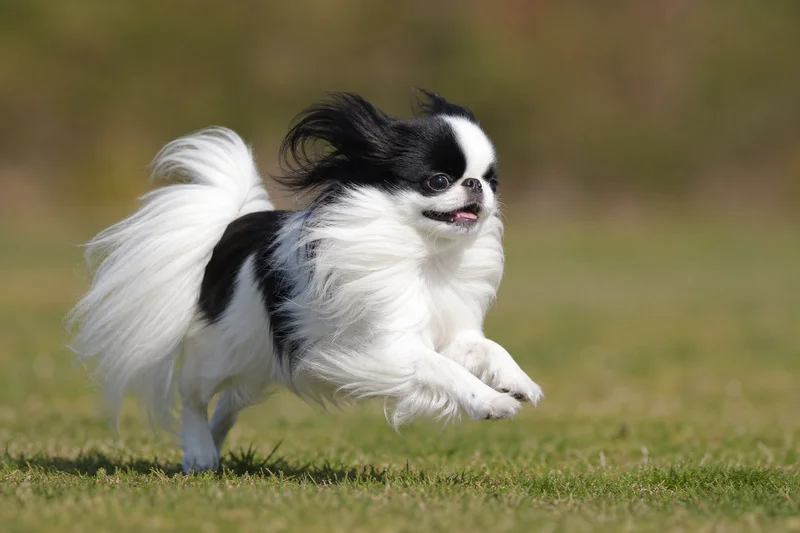 Japanese Chin — running